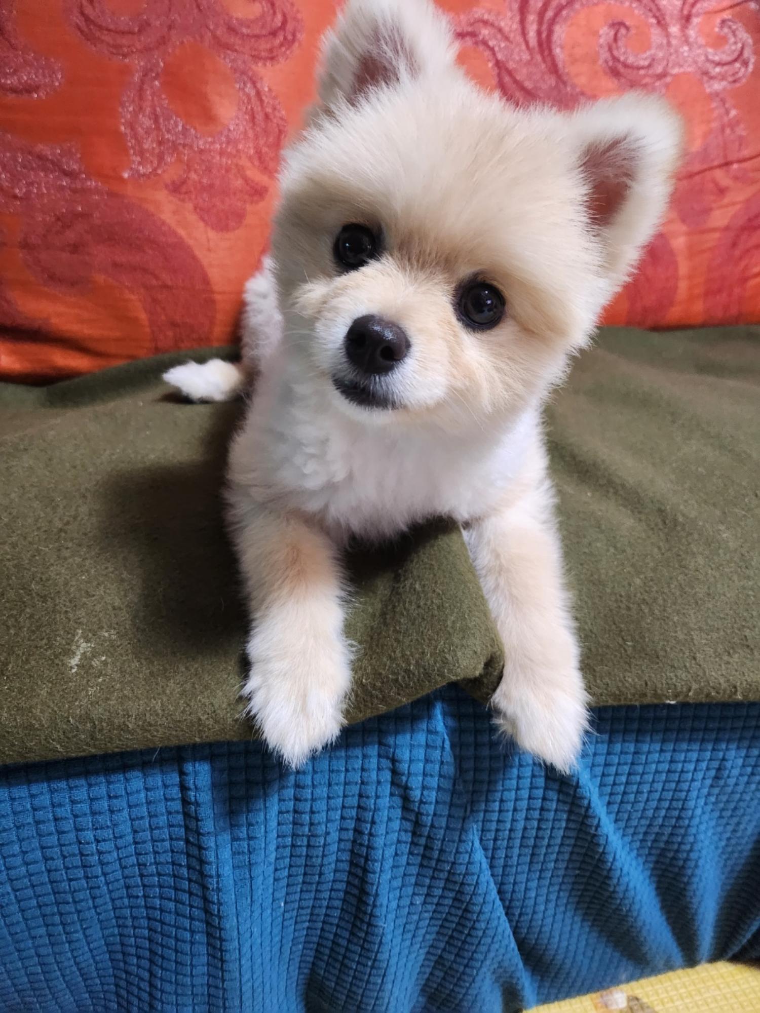 포메라니안 이미지 파일 입니다.
